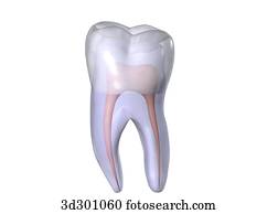 Molar Stock Photo Images. 14,635 molar royalty free pictures and photos