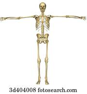 Anterior view of full skeleton with outline of body. Drawing | sa404022