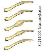 A part of the bone fracture healing process.