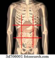 Abdominal regions.  Top right, right hypochondriac; top middle, epigastric; top left, left hypochondriac; middle right, right lateral (lumbar); center, umbilical; middle left, left lateral (lumbar); bottom right, right iliac; bottom middle, hypogastric (s