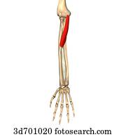 Stock Illustration of Anterior view of the forearm showing the pronator ...