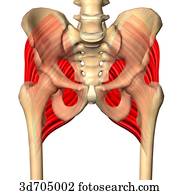 Posterior view of the gluteal region showing the gluteus minimus muscle ...