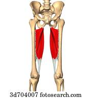 Drawings of Anterior view of the thigh showing the adductor longus ...