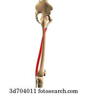 Clip Art of Posterior view of the thigh showing the gracilis muscle and ...