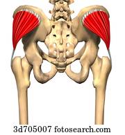 Drawings of Posterior view of the gluteal region showing the gluteus ...