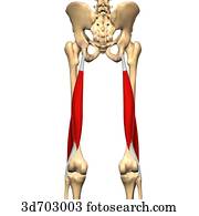 Stock Illustration of Posterior view of the thigh showing the adductor ...