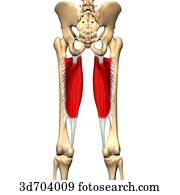 Posterior view of the thigh showing the vastus lateralis muscle and its