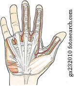 Stock Illustration of Palmaris longus tendon palpation mm118028 ...