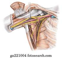 Stock Illustration of Latissimus dorsi muscle mm201006 - Search Clip ...