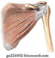 Anterior view of the rotator cuff.