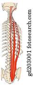 Deep muscles of the back: erector spinae and semispinalis capitis in schematic view. Deep muscles of the back: erector spinae and semispinalis capitis in schematic view.