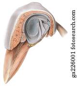 Lateral view of dissected glenohumeral ligaments and rotator cuff.
