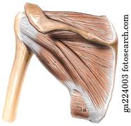 Posterior view of the rotator cuff.