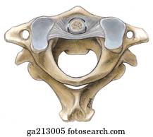 Superior view of the atlanto-occipital and atlantoaxial joints, including the tubercle of atlas, vertebral canal, spinous process of axis, and dens of atlas. Superior view of the atlanto-occipital and atlantoaxial joints, including the tubercle of atlas, vertebral canal, spinous process of axis, and dens of atlas.