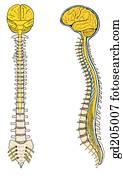 The spinal cord within the bony vertebral canal. Emergence of spinal nerves at various levels. The spinal cord within the bony vertebral canal. Emergence of spinal nerves at various levels.