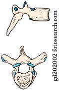 Stock Illustration of Seventh Thoracic Vertebra Lateral View Unlabeled ...