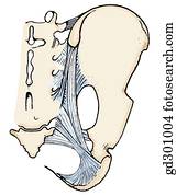 Bony landmarks and ligaments of the pelvis.  Dorsal view of pelvis.