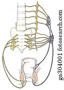 Rectum and anal canal. C. Innervation of rectum, anterior view. Rectum and anal canal. C. Innervation of rectum, anterior view.