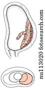 Drawing of Sagittal section of uterus. Left: placenta attached to ...