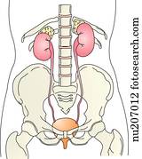 Anterior view of the urinary system (kidney, ureters, and bladder). Boney structures are also shown as landmarks. Anterior view of the urinary system (kidney, ureters, and bladder). Boney structures are also shown as landmarks.