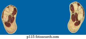 γάμπα, -, πόδια