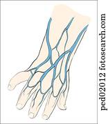 Clip Art Of Dorsal Veins Of The Infant Hand Ped Search Clipart My Xxx