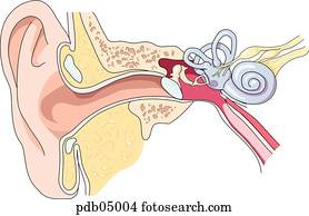 Schematic showing external, middle and inner ear. Schematic showing external, middle and inner ear.