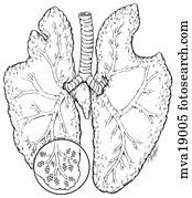 Respiratory system, equine Stock Illustration | mva19004 | Fotosearch