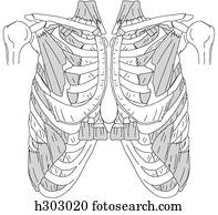 手 海原 筋肉 イラスト H Fotosearch