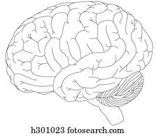 Brain Brain