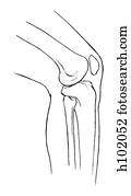 Stock Illustration of Knee joint mm211007 - Search EPS Clipart ...