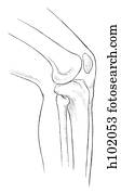 Stock Illustration of Knee joint mm211007 - Search EPS Clipart ...