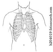 Lungs, thorax Lungs, thorax