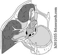 meio ambiente, de, espinha dorsal