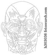 Muscles of facial expression
