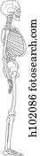 Skeleton, side view