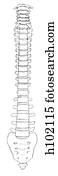 Vertebral column