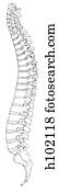 Vertebral column