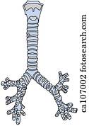 Stock Illustration of Larynx, trachea, bronchi, and lungs ca207009 ...