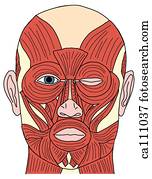 Muscles of facial expression