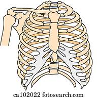 Thoracic Skeleton W Shoulder Drawing 