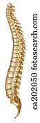 Entire vertebral column