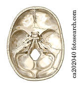 interior, base, de, cranio