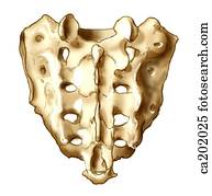 Stock Illustration of Scapula, dorsal surface ca202027 - Search EPS ...