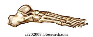  Squelette  de pied  Banque d Illustrations ca202207 