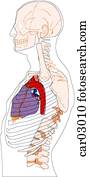 Location of heart and great vessels within thorax with ...