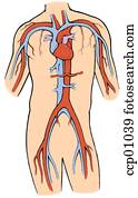 Circulatory system Circulatory system
