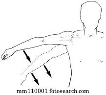 Rotator cuff, drop arm test