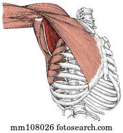 subscapularis, músculo