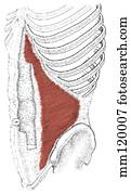 Transversus abdominis muscle Transversus abdominis muscle